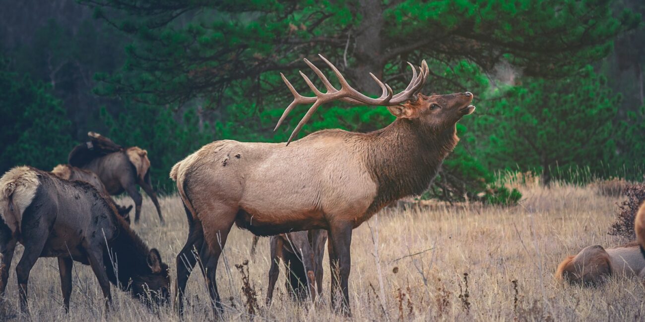 brown moose near green tree at daytime